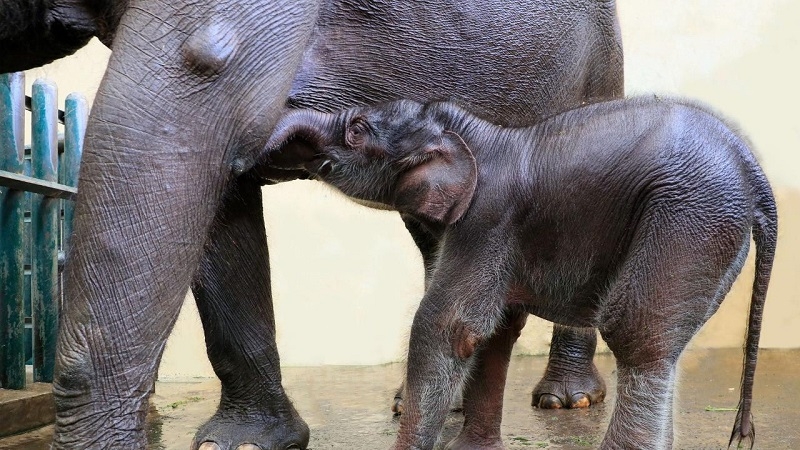 Yuk Kenalan dengan Covid, Anak Gajah yang Baru Lahir di Taman Safari Bogor! 