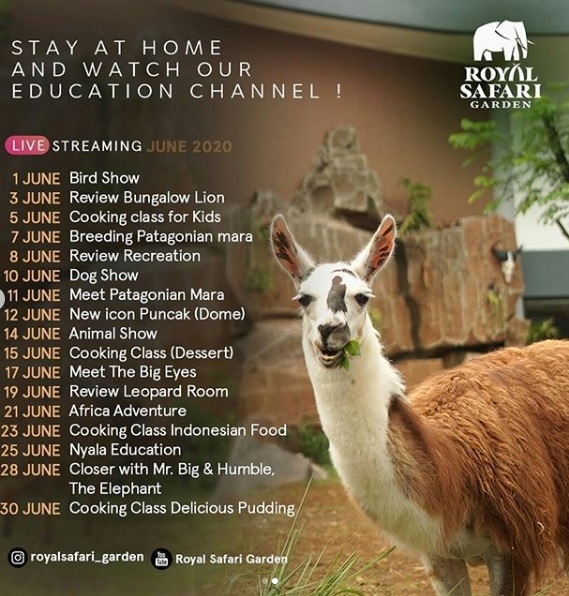 Yuk, Ajak Putra-Putri Anda Belajar Satwa di Live Streaming Royal Safari Garden! 