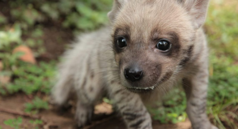 Bayi Hyena Lahir Pertama Kali di Bali Safari, Diberi Nama Mooi oleh Jessica Iskandar