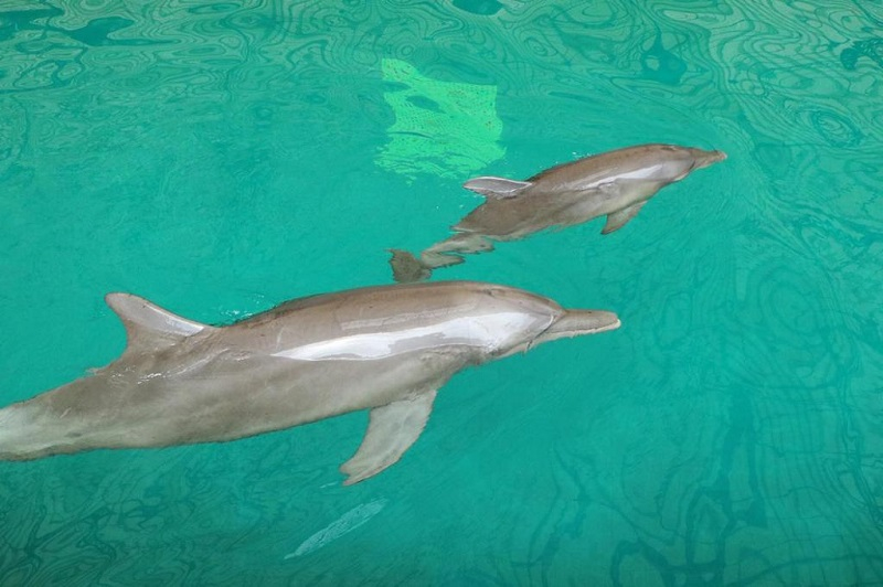 Untuk Pertama Kalinya, Bayi Dolphin Lahir di Taman Safari Prigen