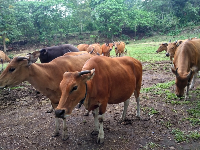 Taman Safari Prigen Kembangkan Biogas dari Kotoran Jaliteng
