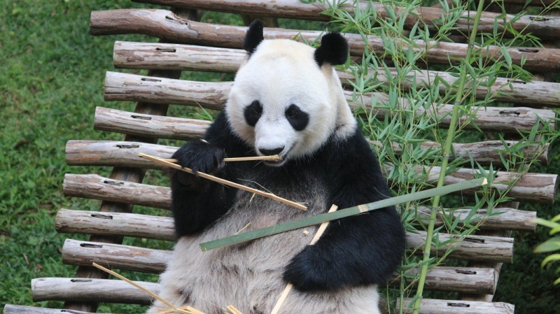 Yuk, Lihat Tingkah Lucu Cai Tao dan Hu Chun di Istana Panda