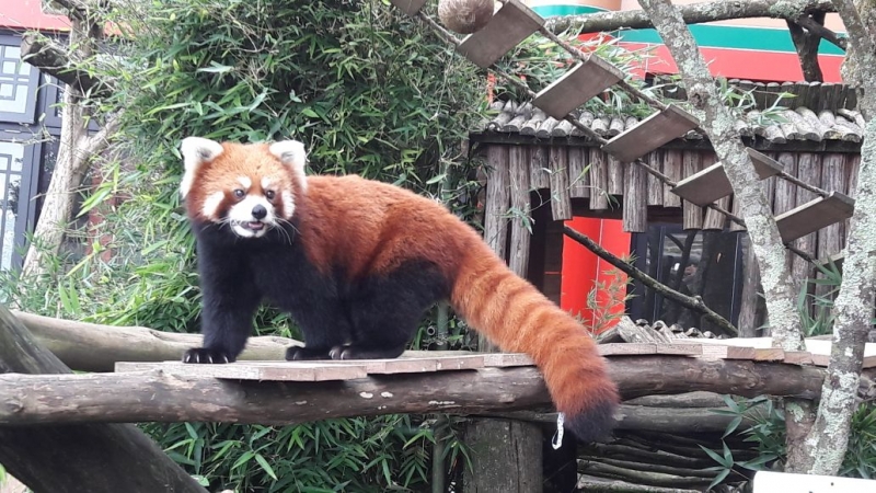Intip Kelucuan Red Panda Suka Goyang Dangdut di Taman Safari Bogor