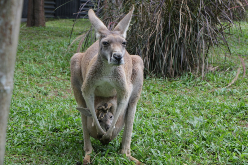 Satu-satunya di Jatim, Kanguru Merah, Mamalia Asli Australia Hadir di Safari Indonesia II Jatim 