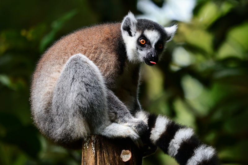 Ring Tail Lemur, Satwa yang Menjadi Juara Roadshow IAPVC 2022