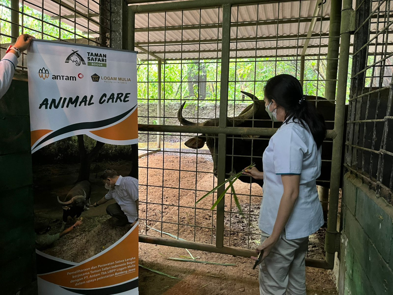 PT Antam Tbk. UBPP Logam Mulia Program Pelestarian Banteng Jawa di Lembaga Konservasi Taman Safari Indonesia ”
