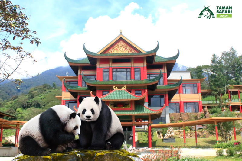 Hu Chun dan Cai Tao, Giant Panda di Istana Panda TSI Bogor. (*)