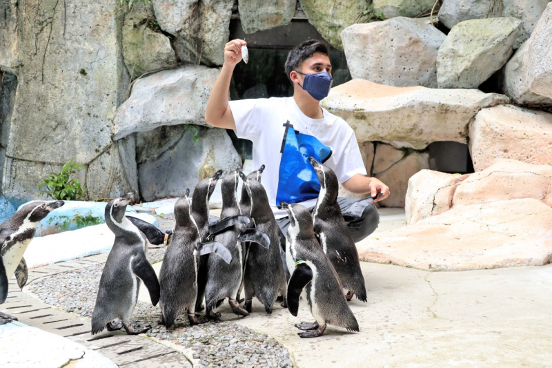 Serunya Memberi Makan dan Berfoto Bareng Penguin di TSI Bogor!