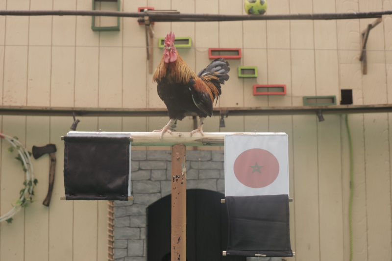 Sadewa, Ayam Kate di Taman Safari Indonesia (TSI) Bogor beraksi memprediksi Piala Dunia 2022. (*)
