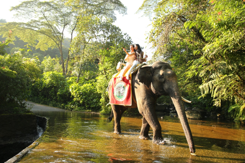 Nikmati Keseruan Elephant Trail di Taman Safari Bogor, Cukup Bayar Segini!