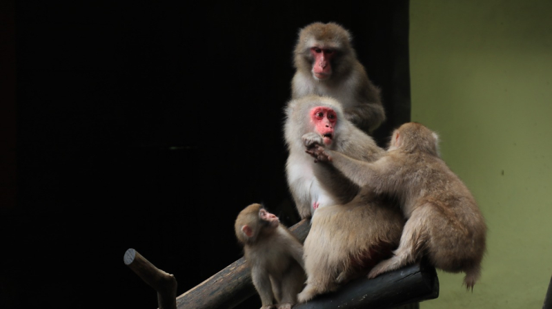 Monyet Jepang di TSI Bogor. (*)