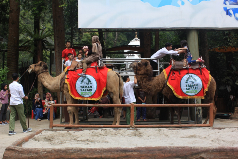 Berasa Liburan di Timur Tengah, Rasakan Sensasi Tunggang Onta di Taman Safari Bogor!