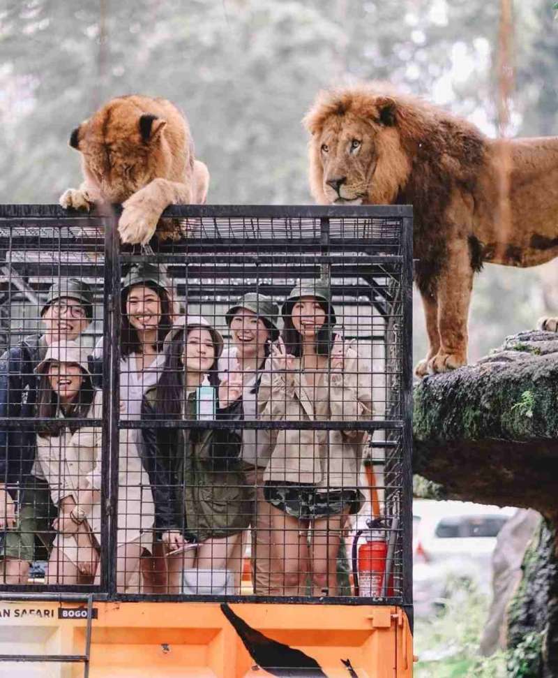 Feeding lion atau memberi makan satwa Singa di Taman Safari Bogor. (*)
