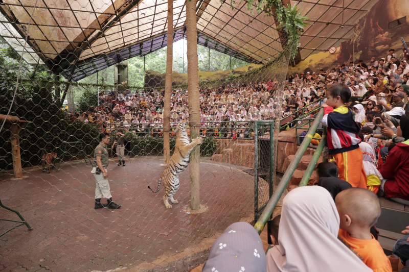 Ini Beragam Show yang Bisa Dinikmati Gratis di Taman Safari Bogor, Cukup Nonton Pakai Tiket Terusan!