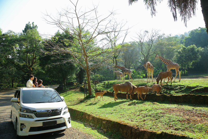 Safari Journey di Taman Safari Bogor. (*)