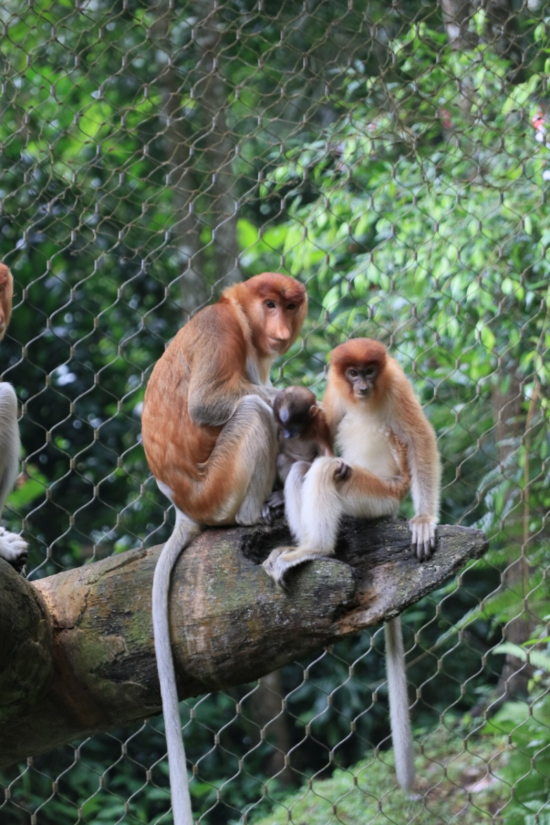 Fakta Unik Bekantan, Maskot Kota Banjarmasin yang Dijaga Populasinya di Taman Safari Bogor