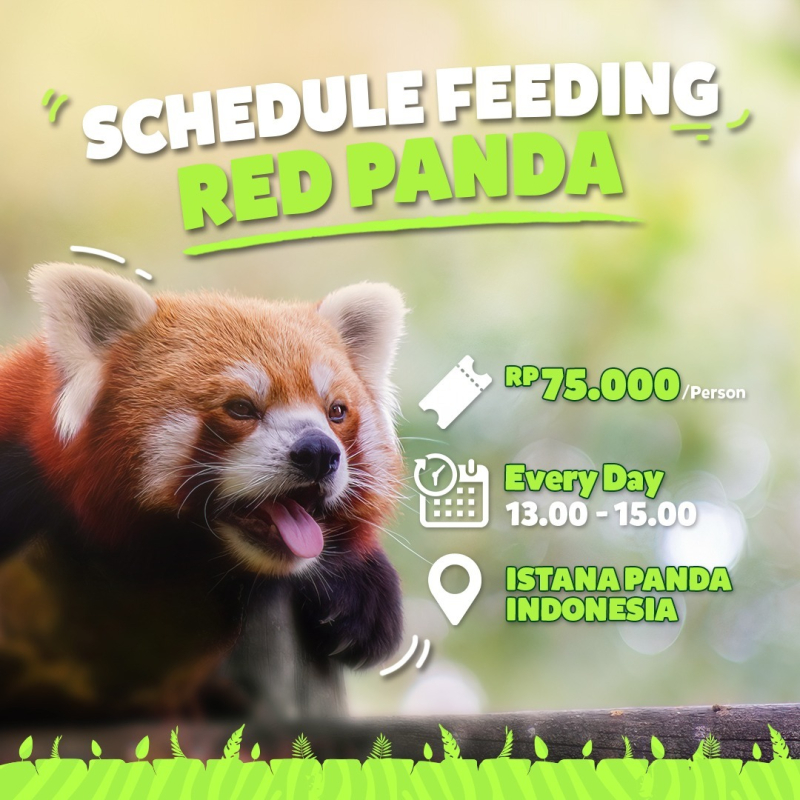 Feeding Red Panda atau panda merah di Istana Panda Taman Safari Bogor. (*)