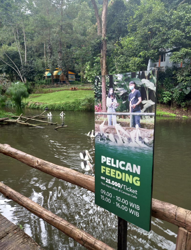 Fakta Unik Burung Pelikan, Nikmati Feedingnya di Danau Caravan Taman Safari Bogor