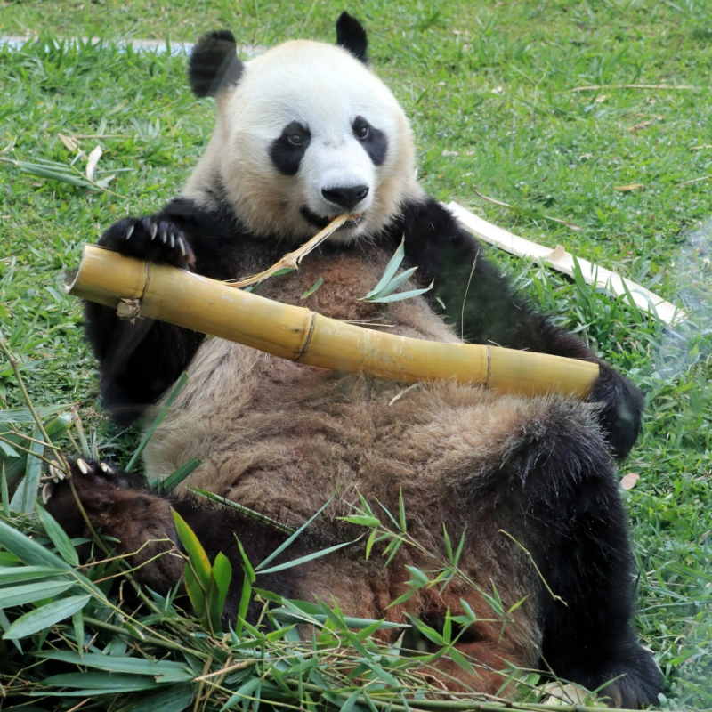 Doyan Makan Bambu, Inilah Fakta-fakta Unik Giant Panda yang Wajib Kamu Ketahui!