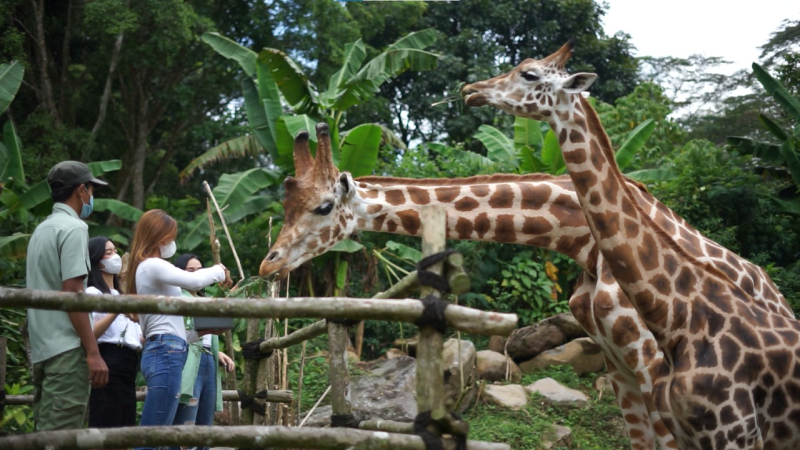 Wahana feeding Giraffe atau jerapah di Taman Safari Bogor. (*)