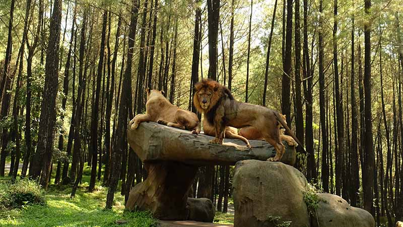 Singa Frans dan Debo di Taman Safari II Jatim