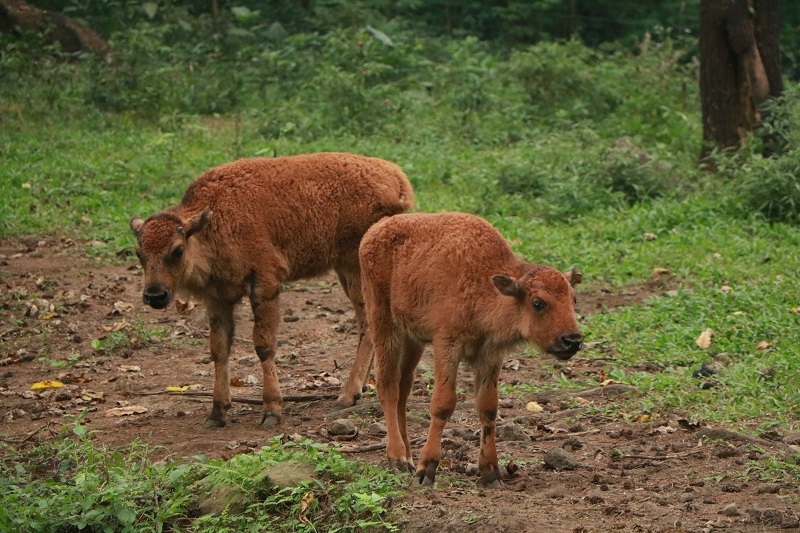 Telah Lahir Baby Bison di Taman Safari Prigen