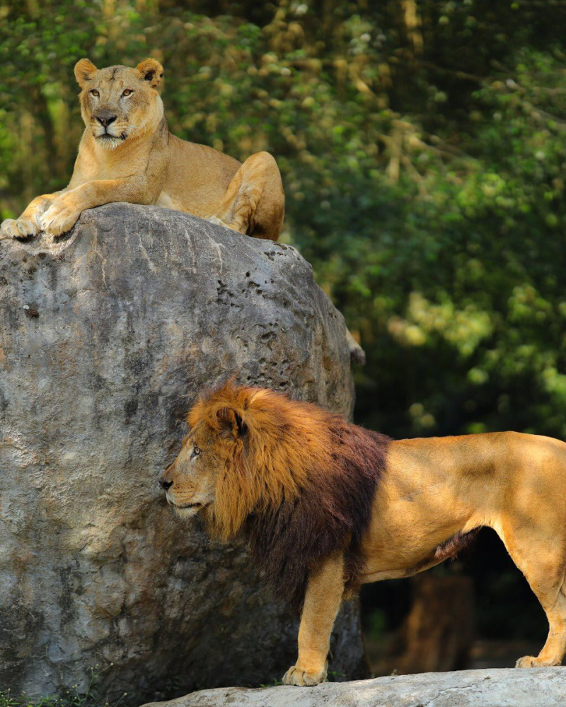 World Wildlife Day 2023, Taman Safari Bogor Ajak Cintai Satwa Liar Dunia!