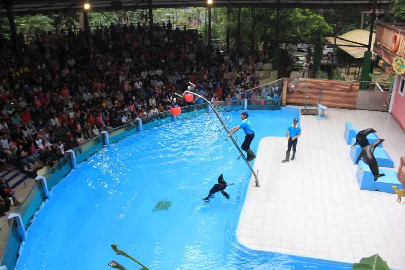 Sea Lion World Day 2023, Yuk! Visit Taman Safari Bogor dan Menangkan Hadiah Menariknya