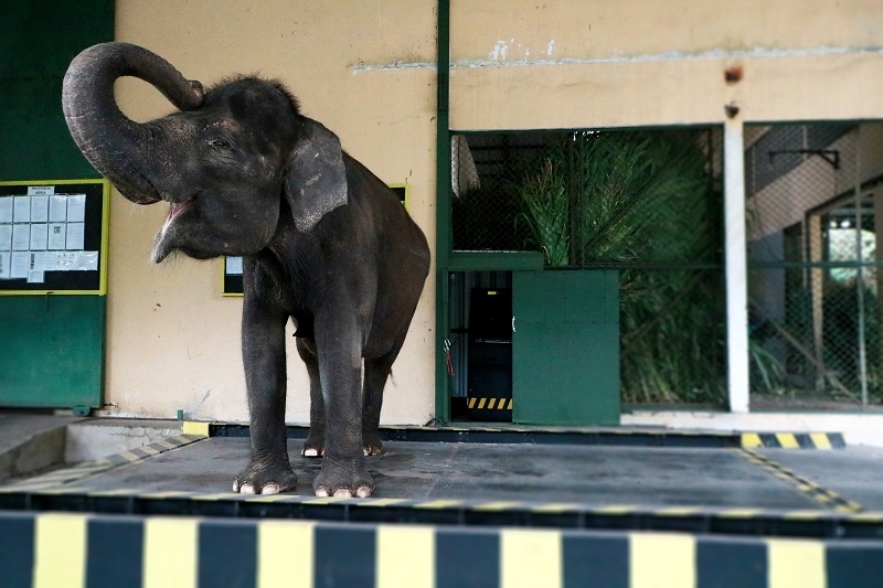 Begini Cara Menimbang Gajah Sumatera di Taman Safari Prigen
