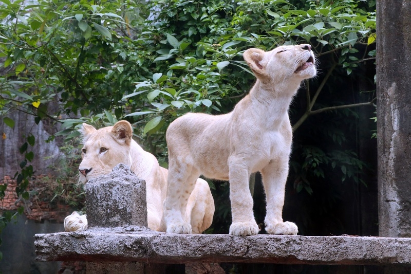Dua ekor baby white lion di Taman Safari Bogor