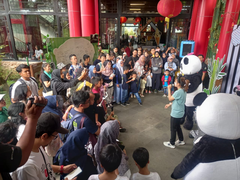 Meriah! Hari Ulang Tahun ke-13 Giant Panda Cai Tao di Taman Safari Bogor Bagi-bagi Doorprize untuk Pengunjung