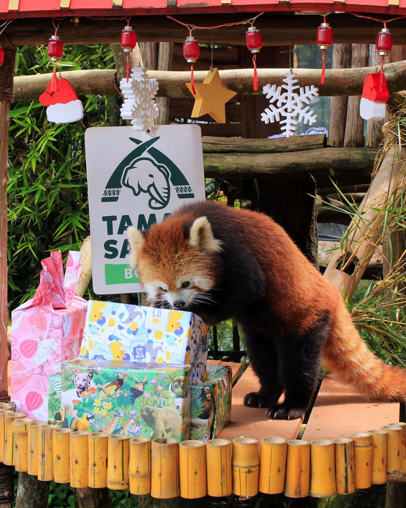 International Red Panda Day 2023, Taman Safari Bogor Bagi-bagi Doorprize untuk Pengunjung selama Dua Hari!