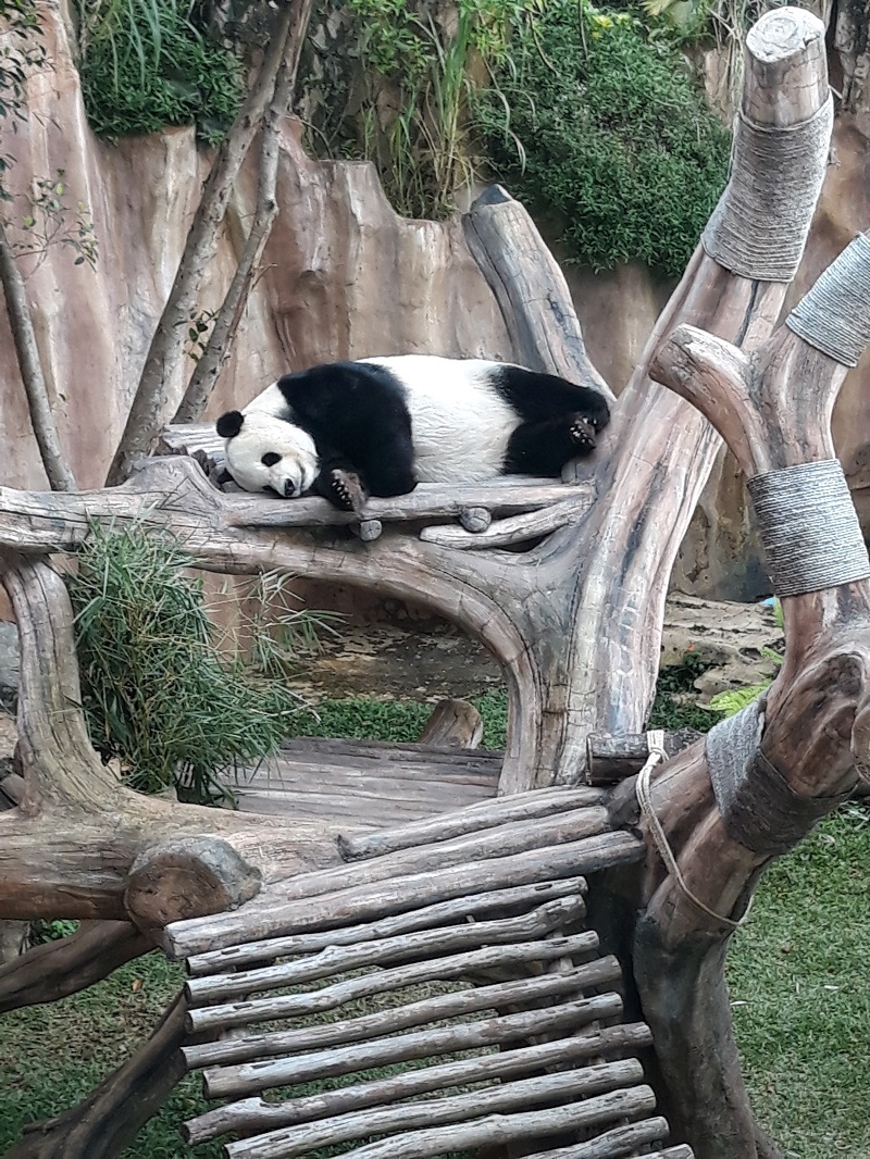 Giant Panda, Si Tukang Tidur yang Menggemaskan!
