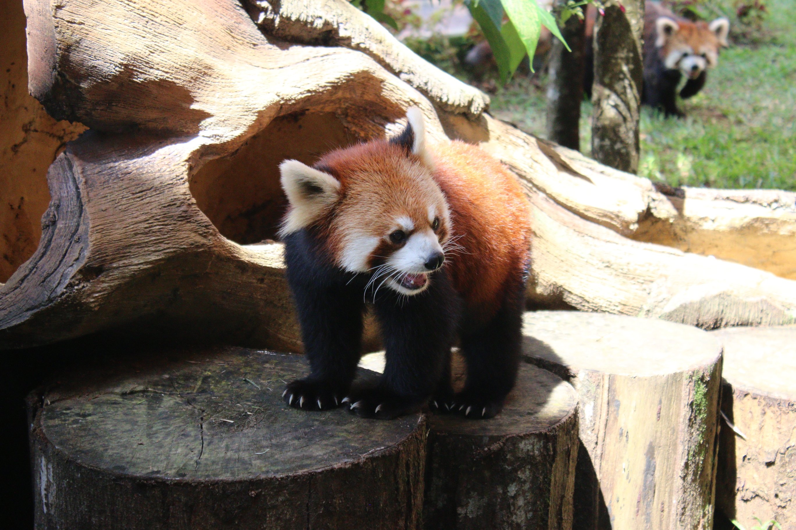 red panda taman safari bogor