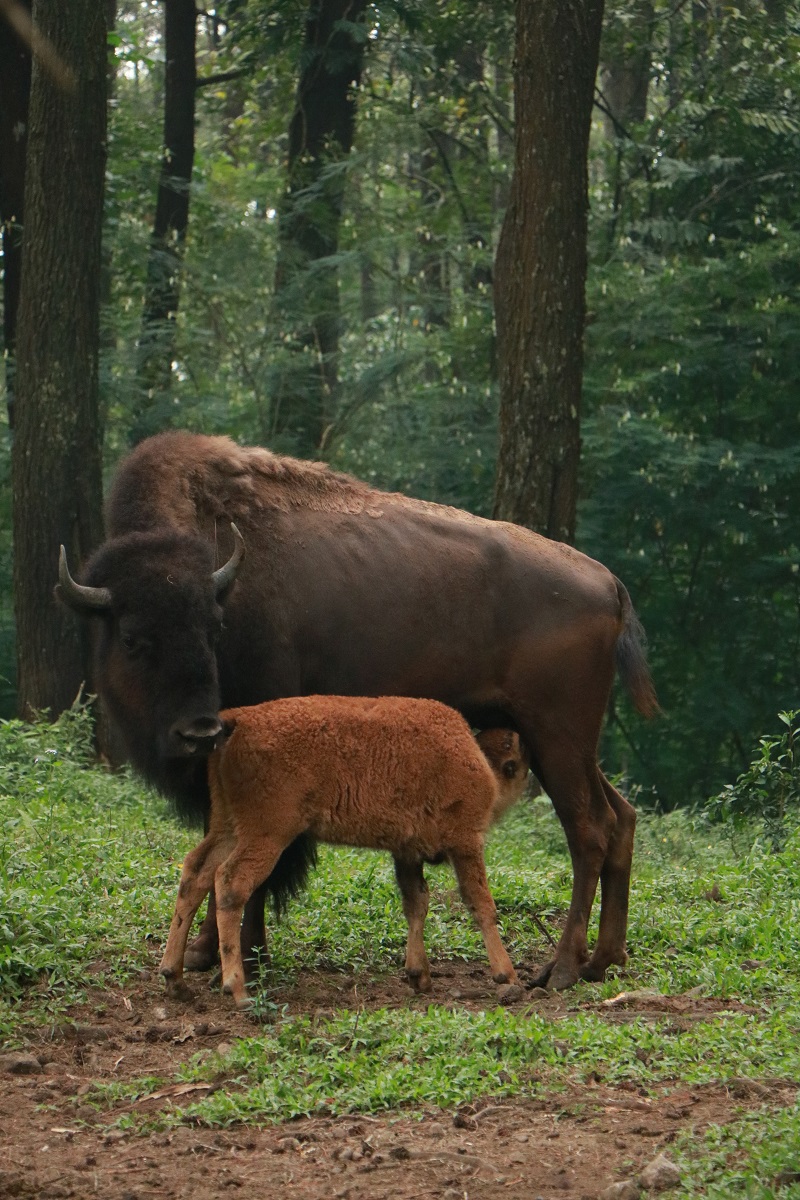 taman safari indonesia bison